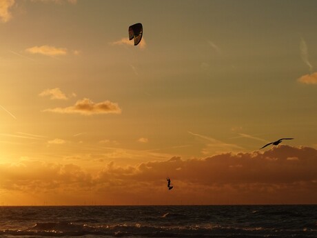 In vogel vlucht