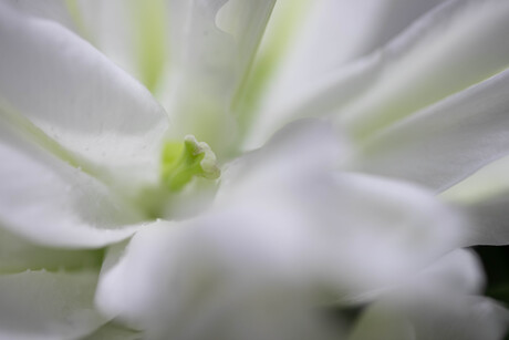 White lilly