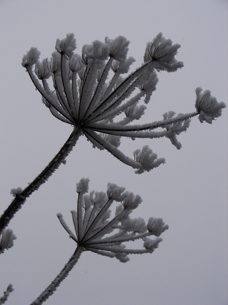 sneeuwbloemen