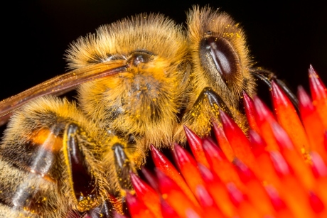 Covered with pollen..