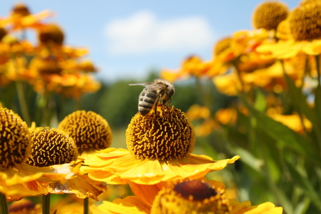 Zweefvlieg op bloem