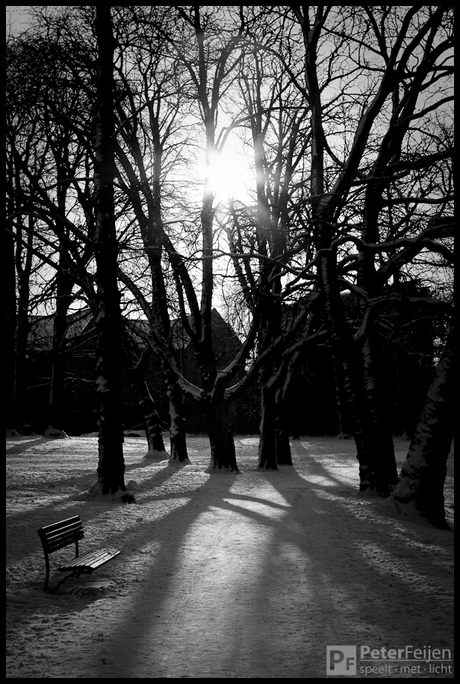 Noorderplantsoen met tegenlicht