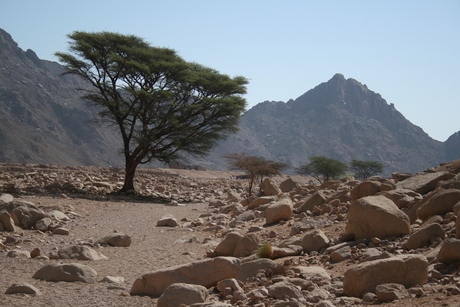 Desert Tree