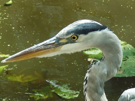 Reiger