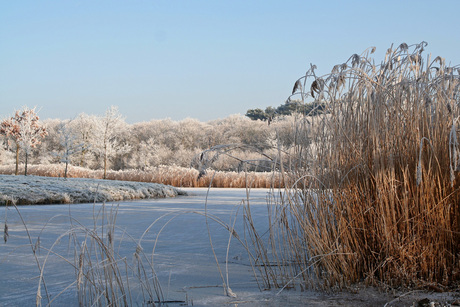 Winter Rietkraag