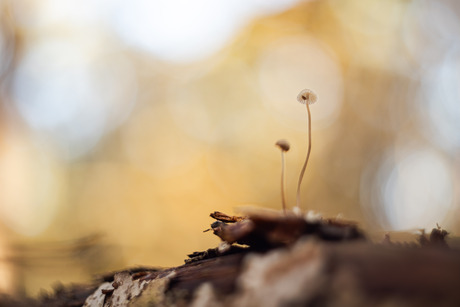 Dancing on wood