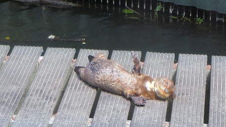 Reuzenotter jong op de rug aan het zonnebaden