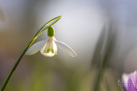 Sneeuwklokje 