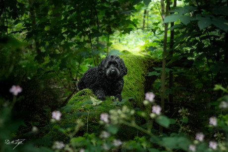 Zwarte labradoodle op mosstam tussen het groen