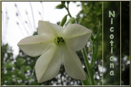 Nicotiana