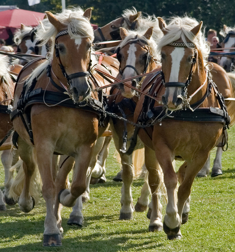 Op kop van een 18-span