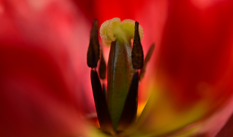 Het hart van de tulp