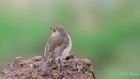 ✶✮✶✮ Het roodborstje ✶✮✶✮