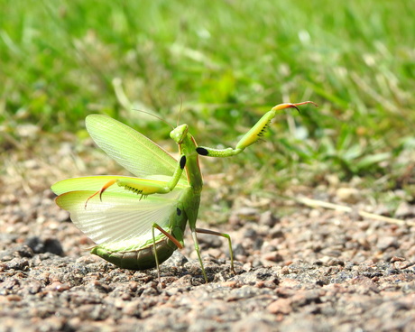 Mag ik deze dans van U