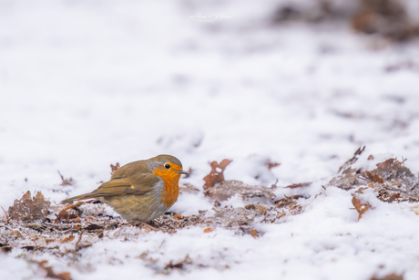 Roodborstje in de sneeuw