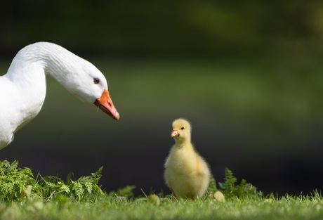 Welke wijze lessen worden hier ingefluisterd?