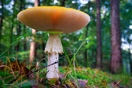 Grote paddenstoel, rood met witte stippen 
