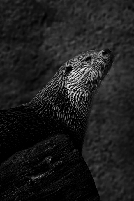 Europese otter in z/w.