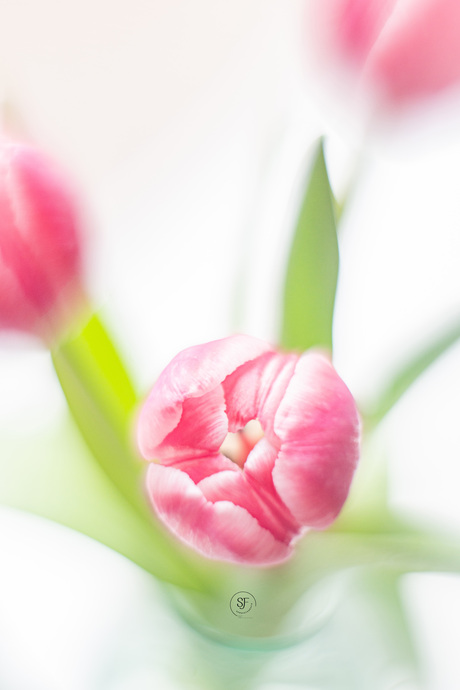 tulpen