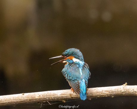 IJsvogel 