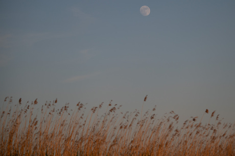 De maan boven de Biesbosch
