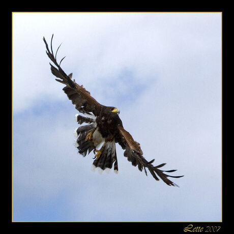 Roodvleugelbuizerd met prooi