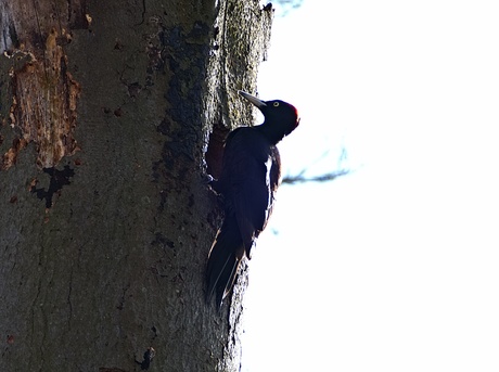 zwarte specht
