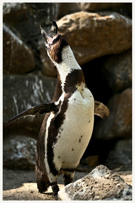 Humboldt pinguin