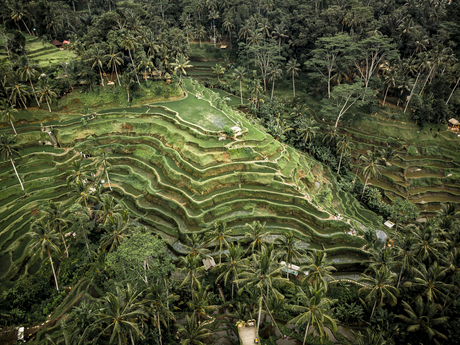 Tegallalang Rice fields in Bali