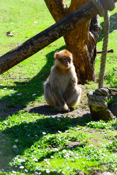 Berberaap