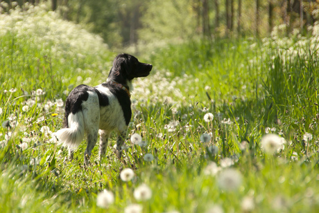 Dromerige lente