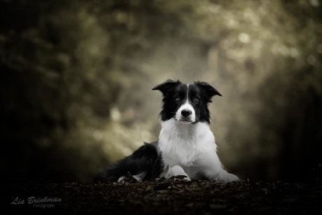 Bordercollie