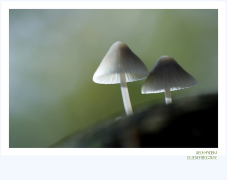 Helm mycena