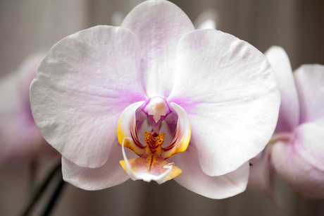 orchidee