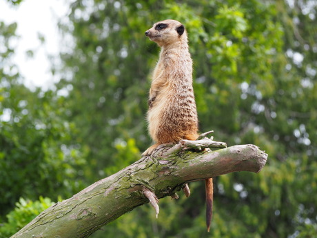 Meerkat