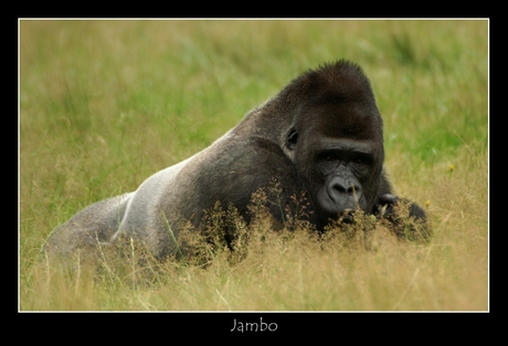 Jambo, zilverrug in de Apenheul