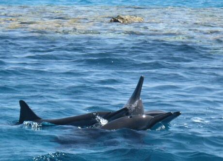 Dolfijnen in de vrije natuur in Egypte