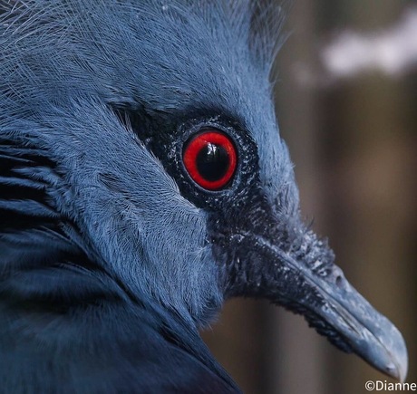 Bijzondere vogel