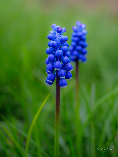 Blauw druifje