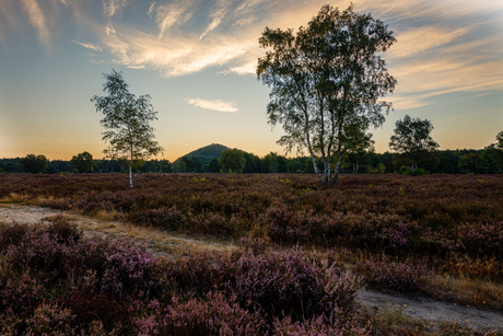 Op de heide met zicht op terril van Waterschei 