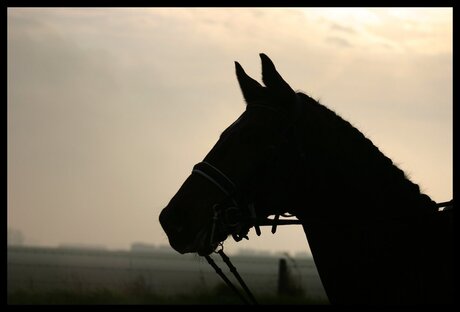 paard tegenlicht