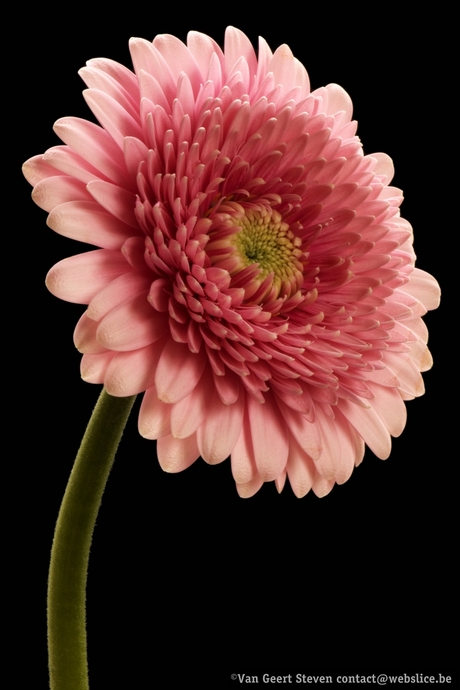 Pink flower