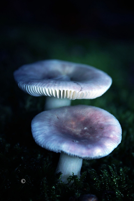 Magic mushrooms