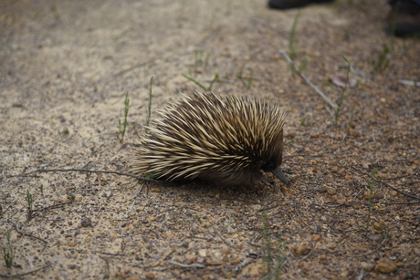 Echidna