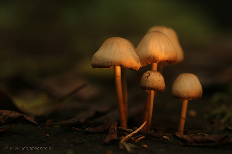 Mycena