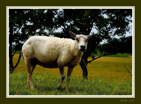 Schaap geprobeerd...