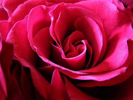 Macro van een rode roos