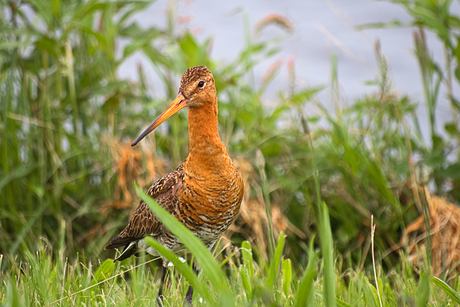 In de polder bij Nijkerk