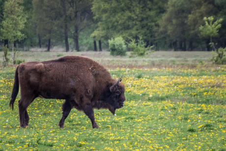 Wisent