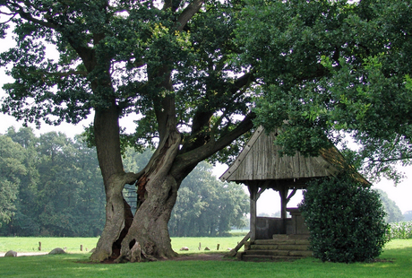 Kroezeboom, Tubbergen